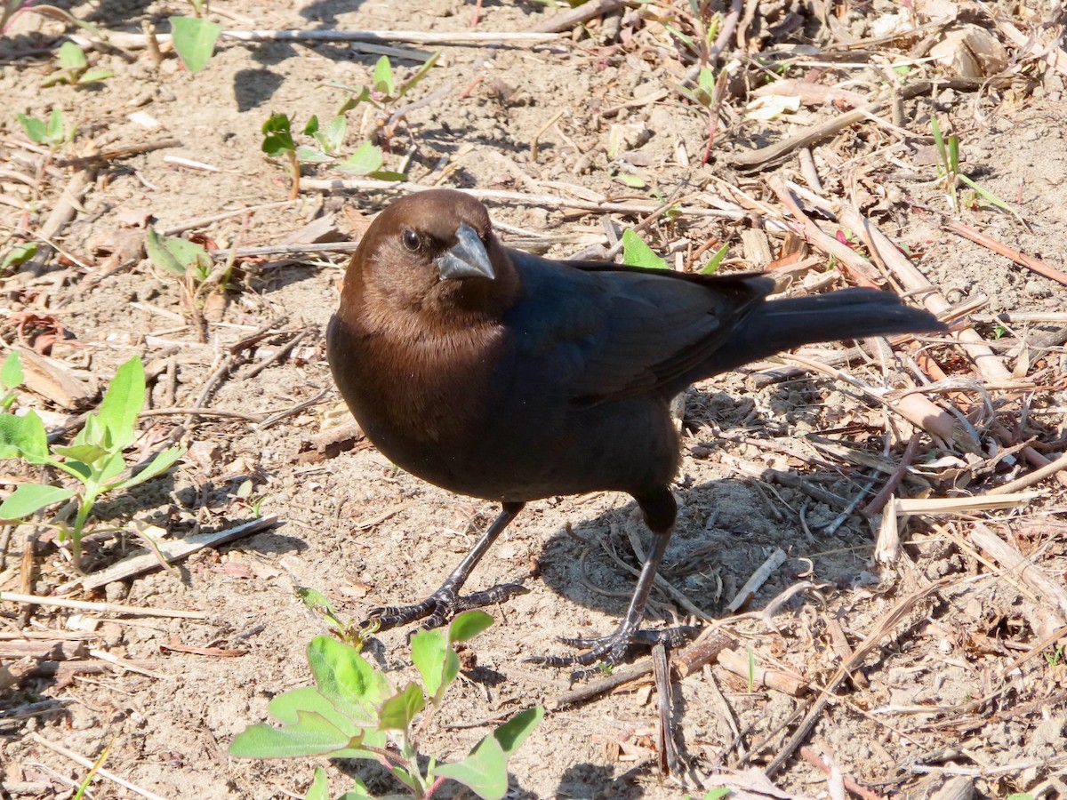 Brown-headed Cowbird - ML635447046