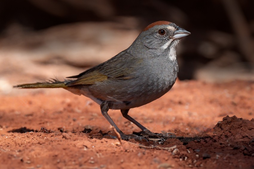 Green-tailed Towhee - ML635447062