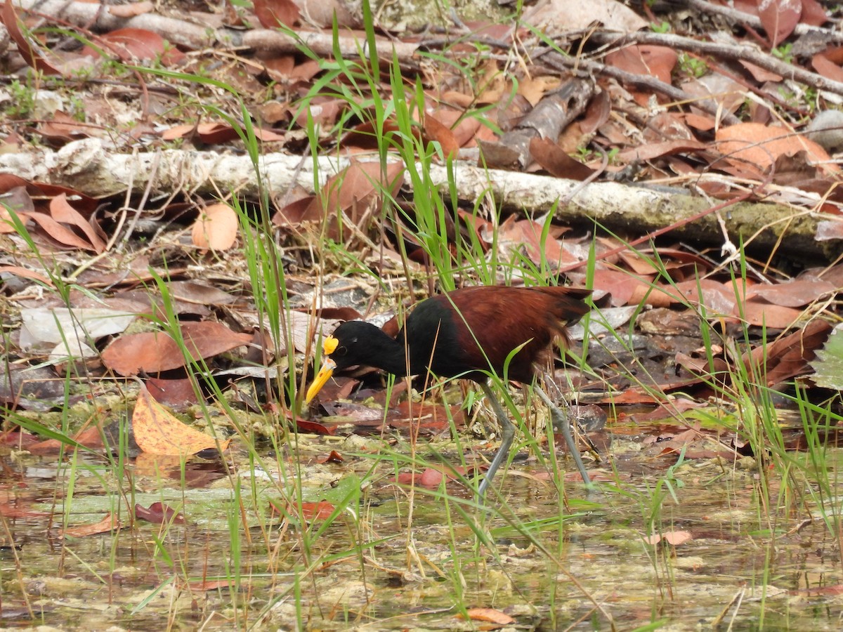 ostnák trnitý - ML635447081