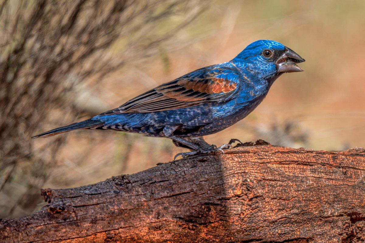 Blue Grosbeak - ML635447097