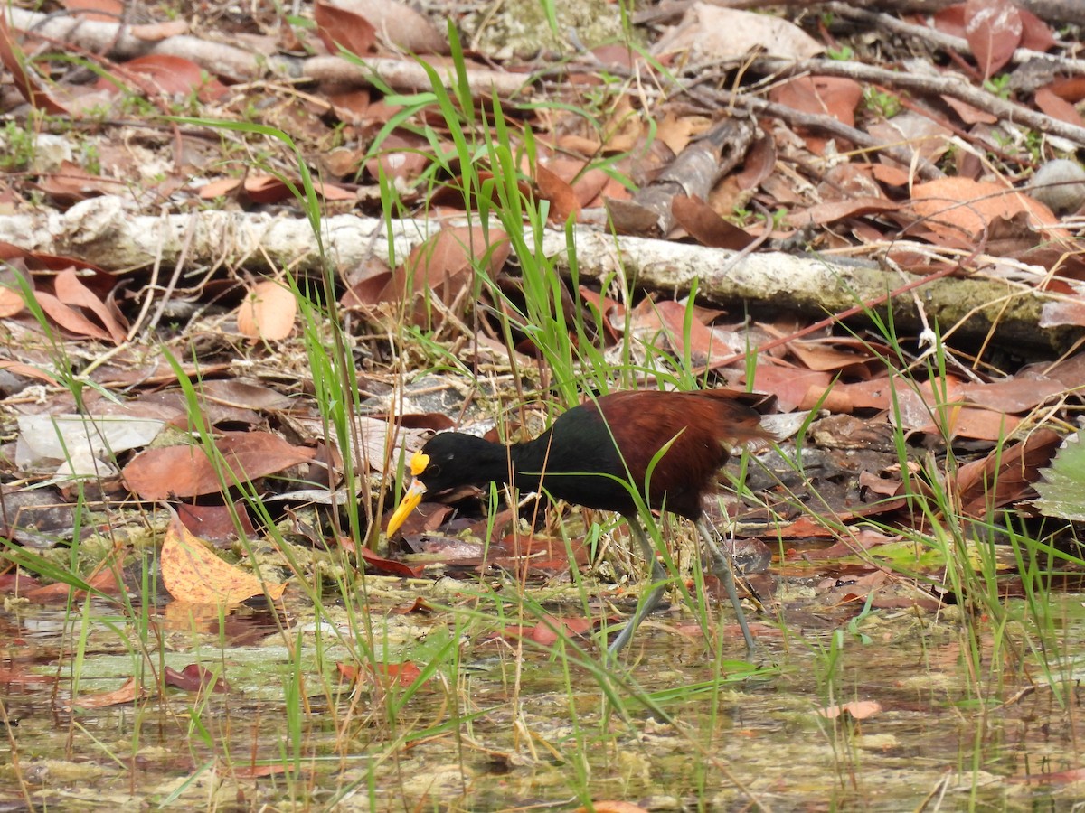 ostnák trnitý - ML635447115