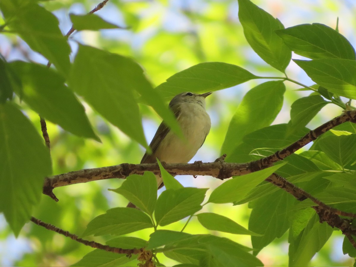 Tennessee Warbler - ML635447148
