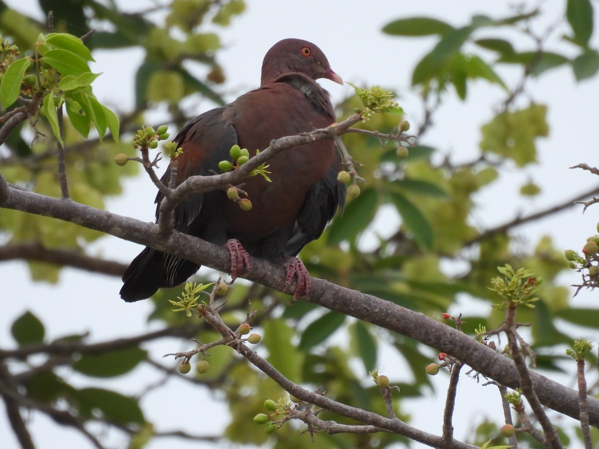 holub středoamerický - ML635447156