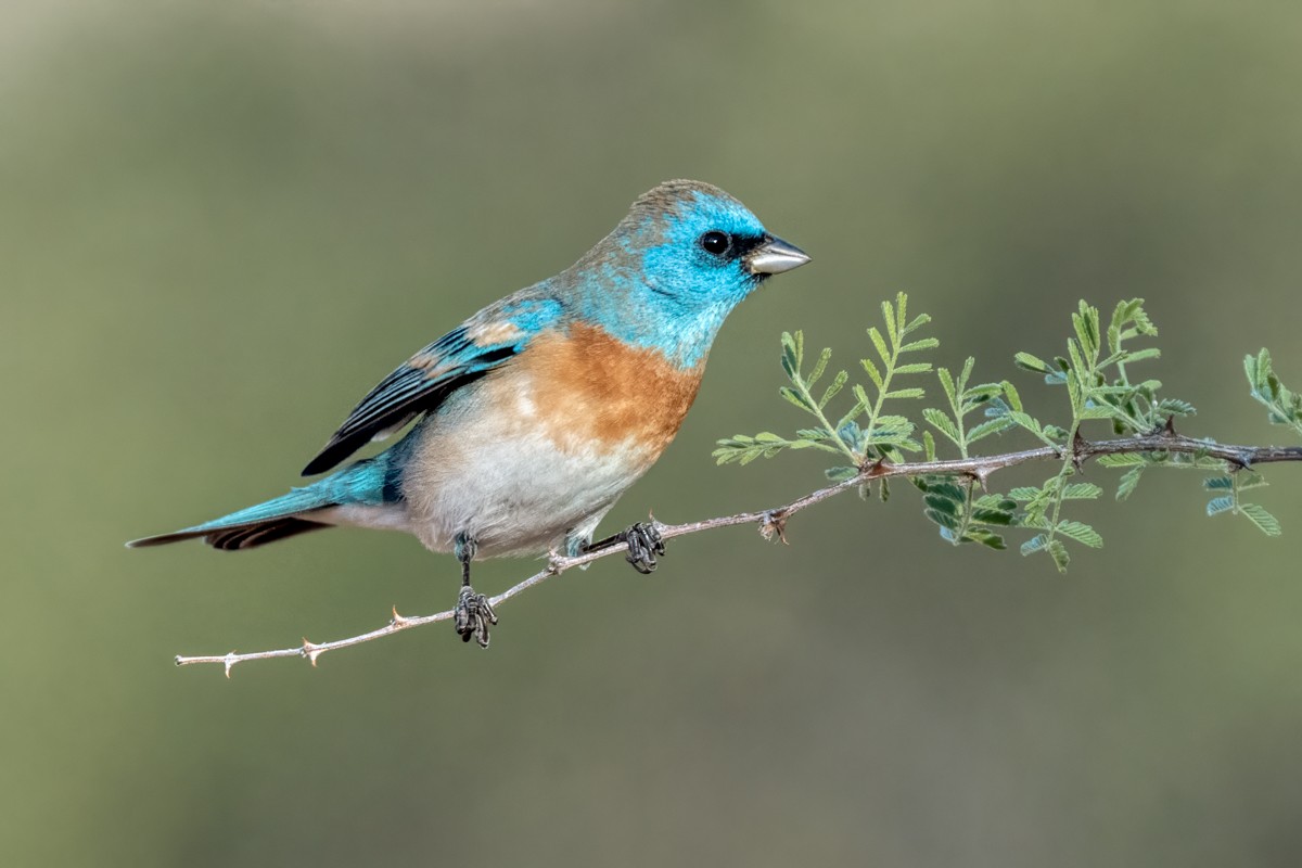 Lazuli Bunting - ML635447159