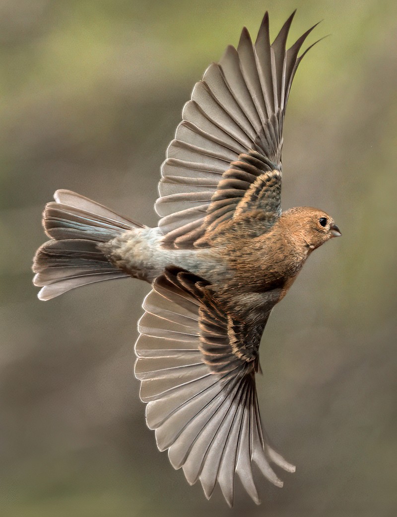 Lazuli Bunting - ML635447160