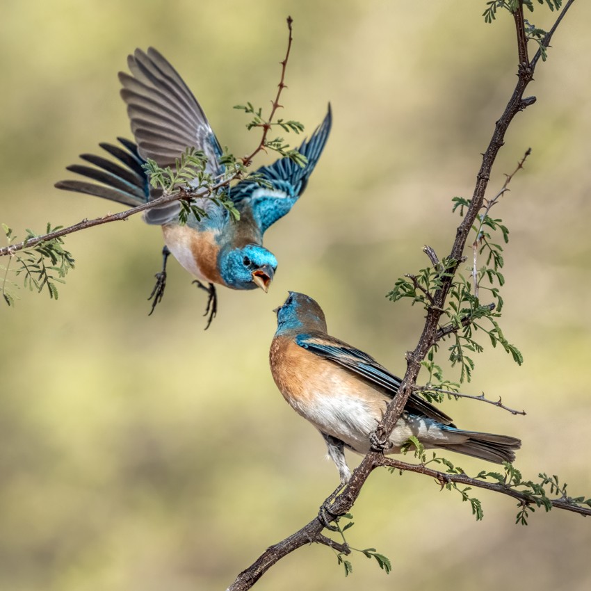 Lazuli Bunting - ML635447161