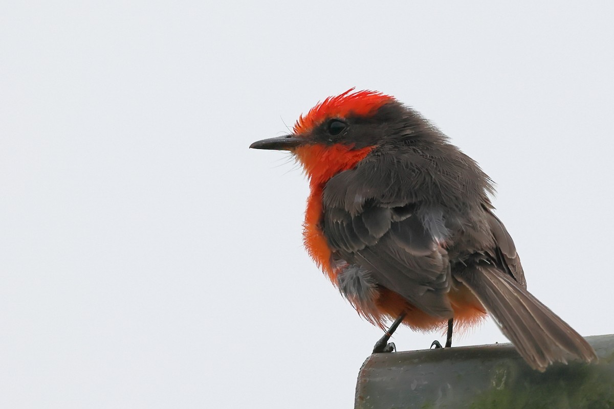 Brujo Flycatcher (Galapagos) - ML635447167