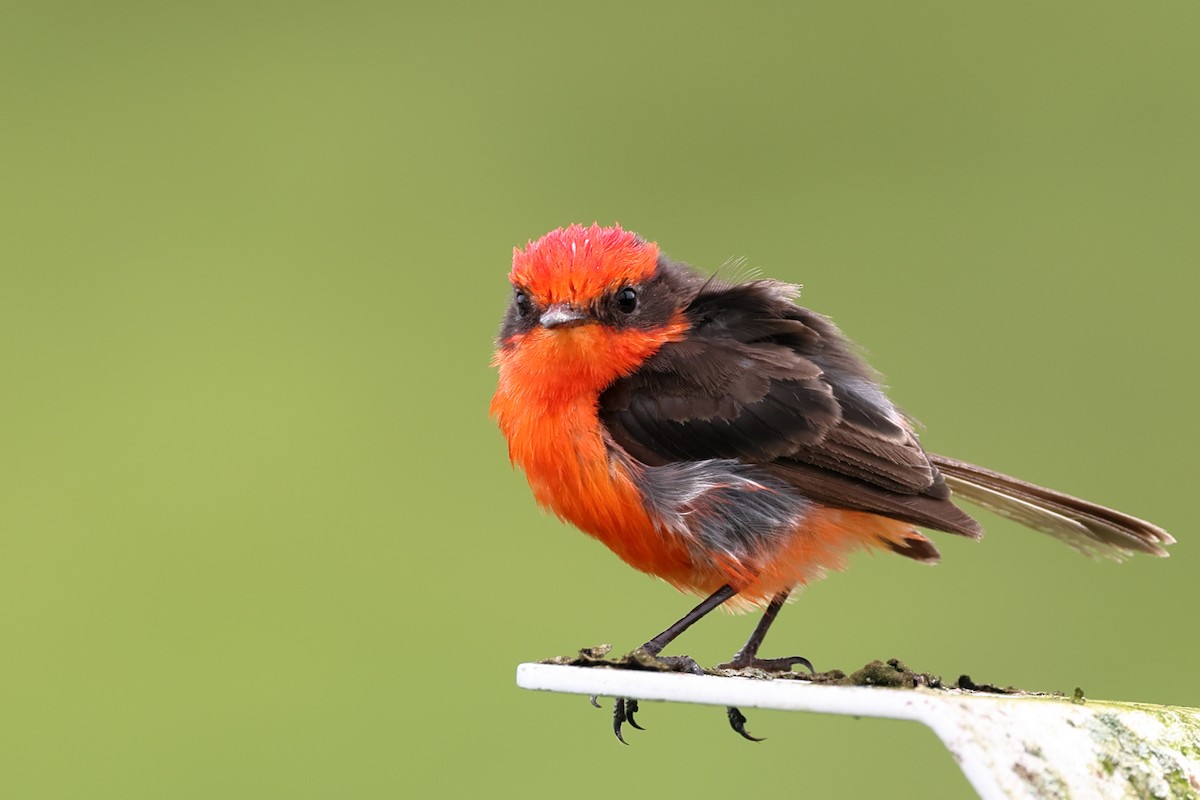 Brujo Flycatcher (Galapagos) - ML635447181