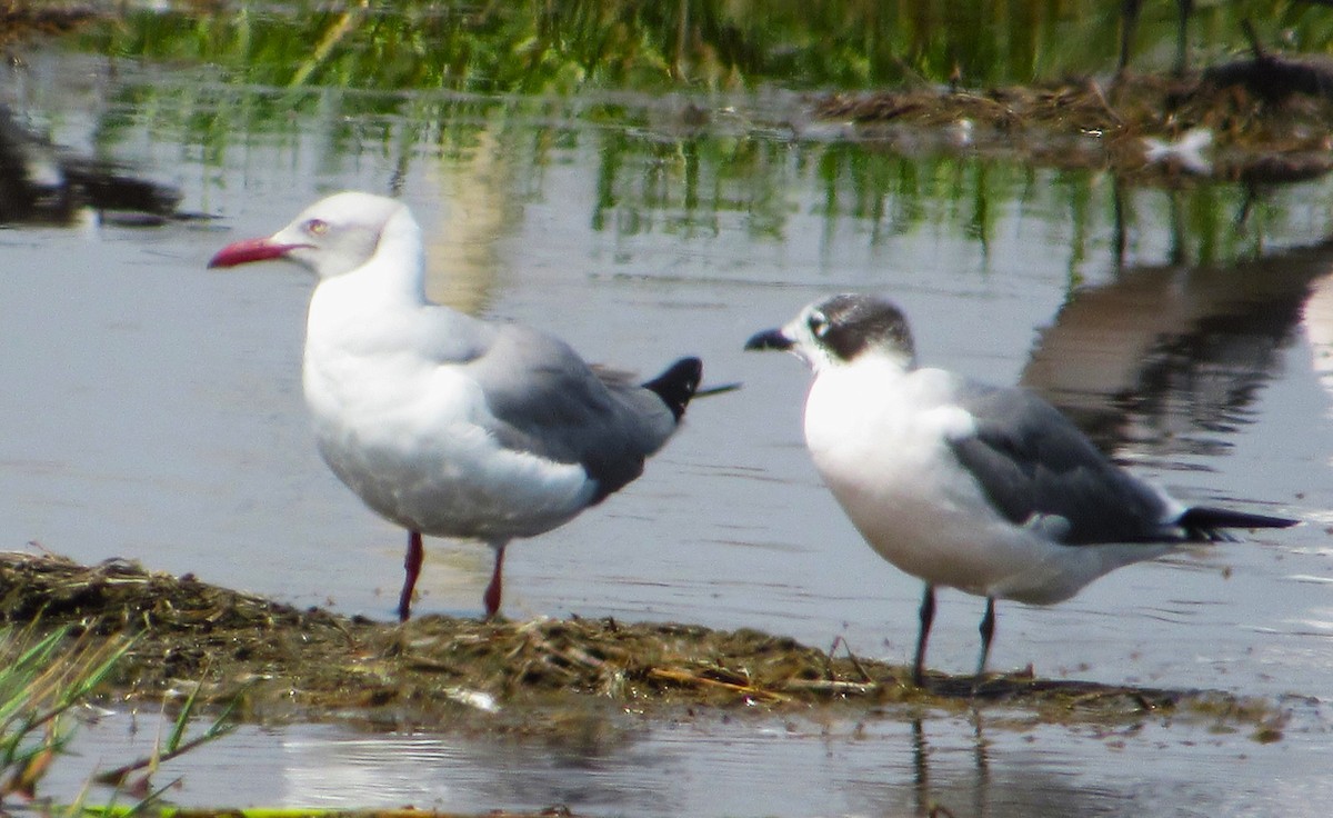 Gray-hooded Gull - ML635447197