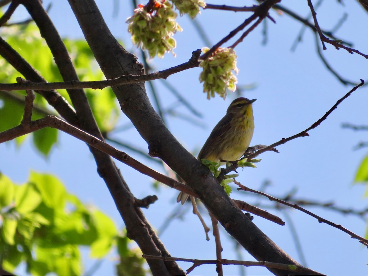 Palm Warbler - ML635447214