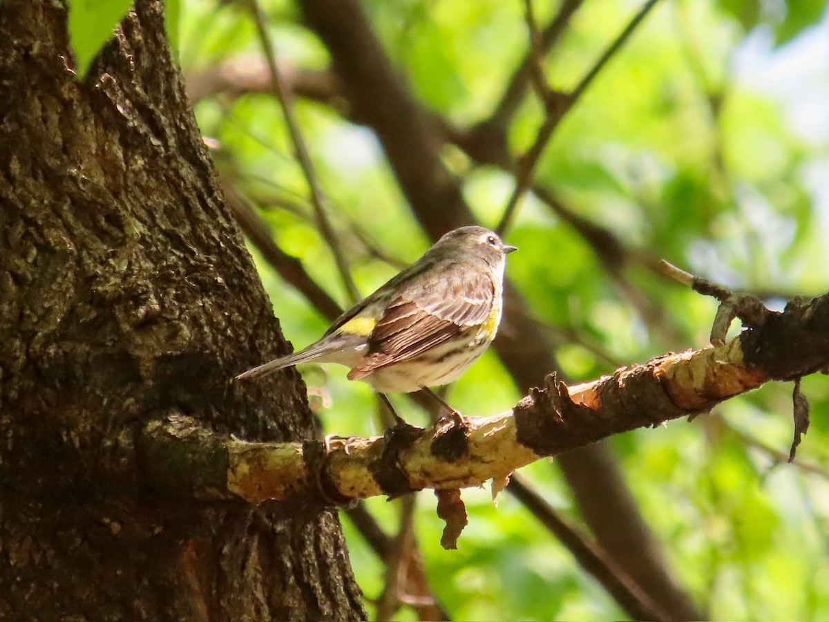 Yellow-rumped Warbler - ML635447232