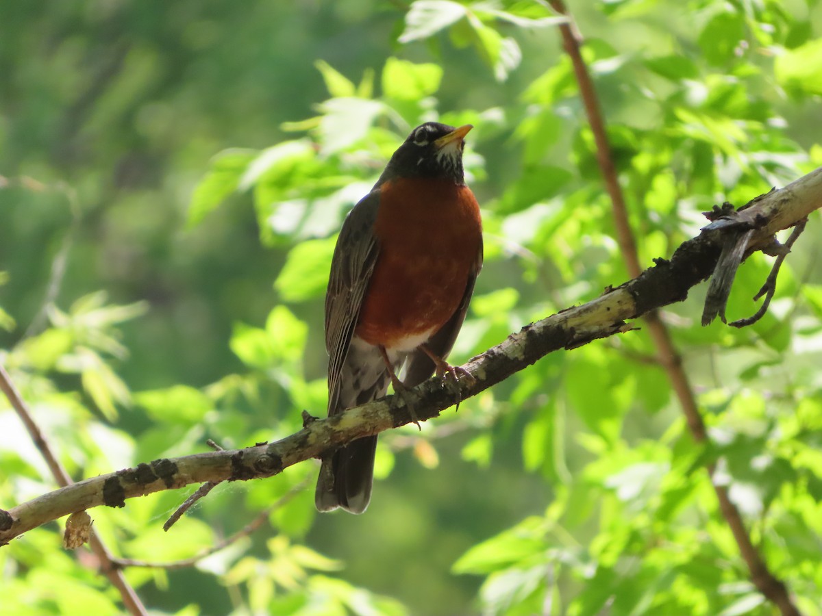 American Robin - ML635447254
