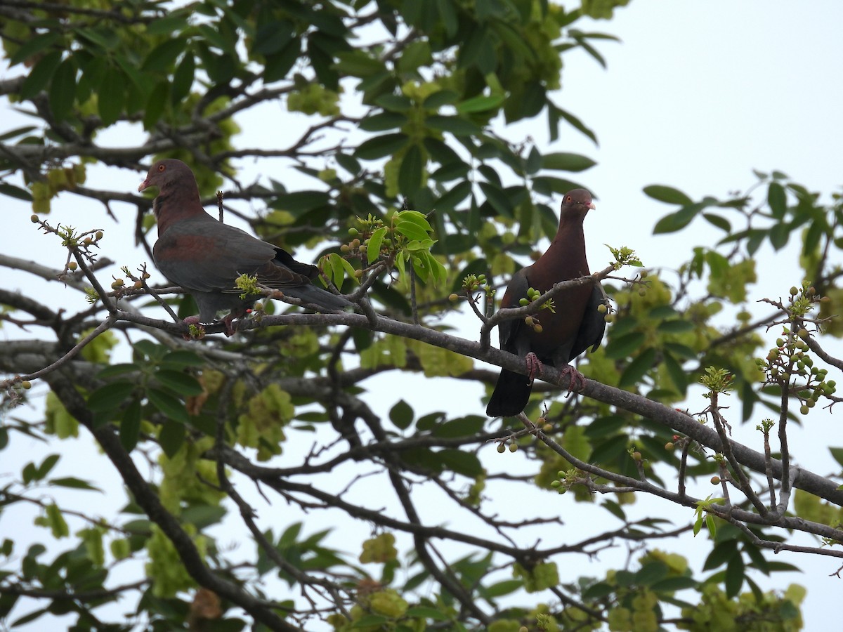 holub středoamerický - ML635447387