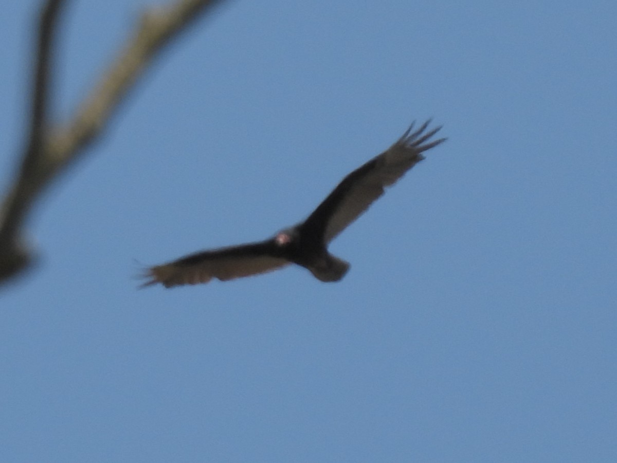 Turkey Vulture - ML635447427
