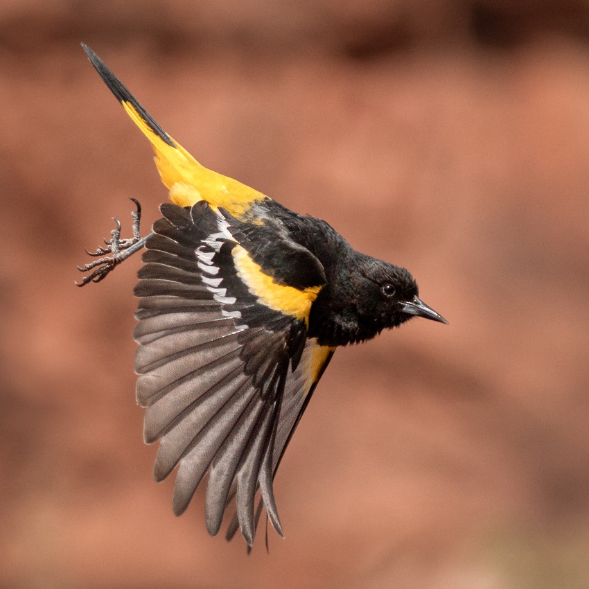 Scott's Oriole - ML635447443