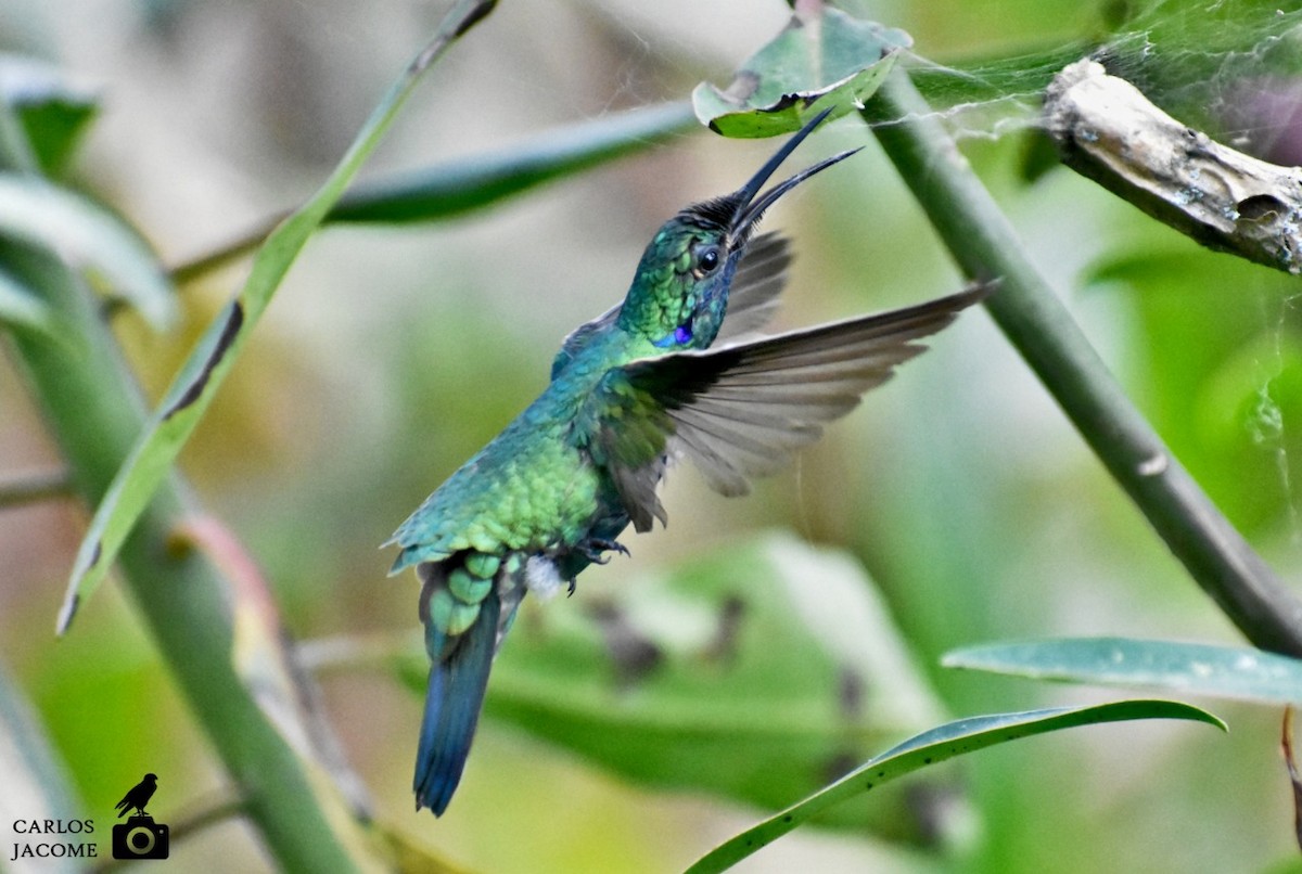 Sparkling Violetear - ML635447476