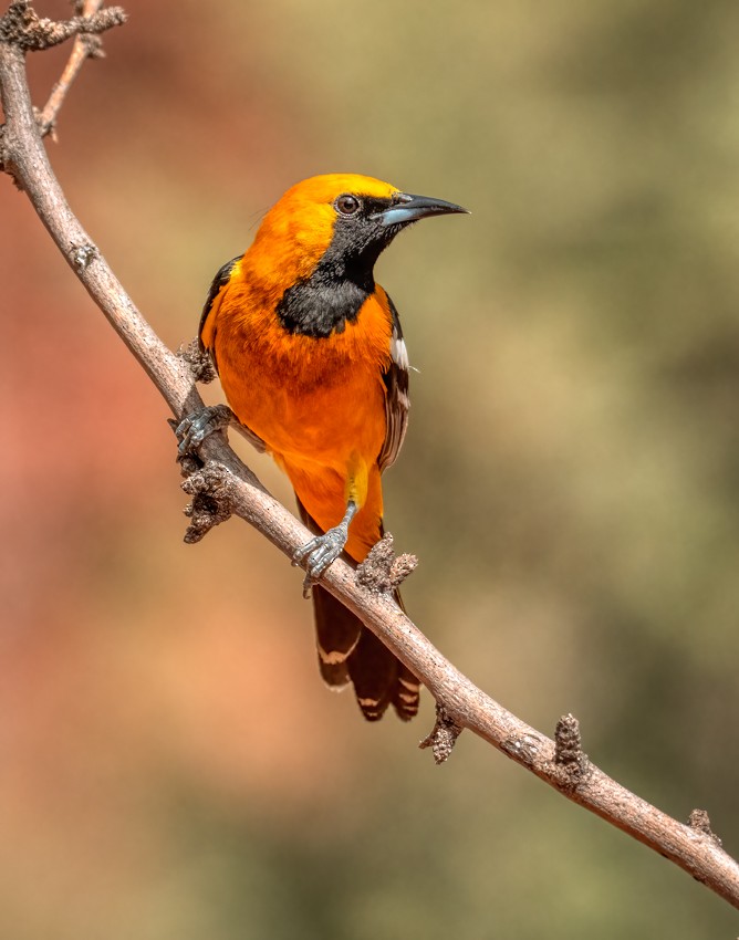 Hooded Oriole - ML635447500