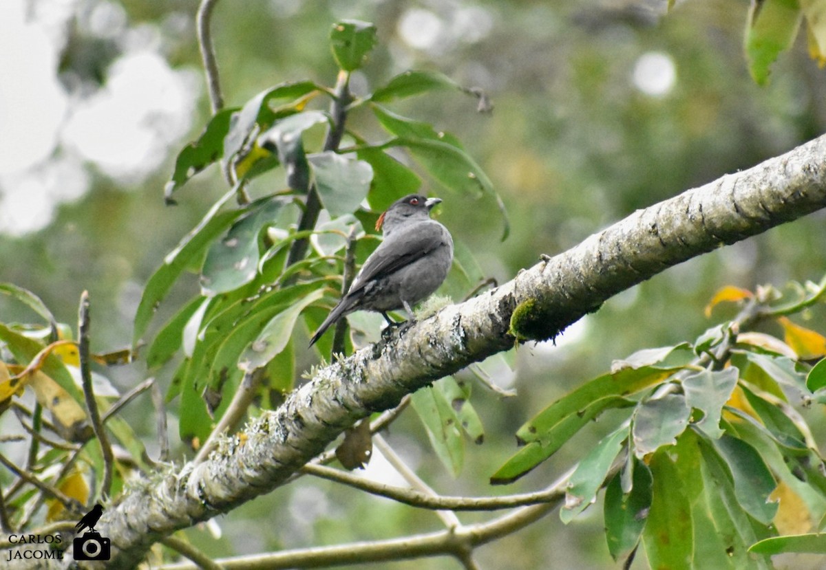 Red-crested Cotinga - ML635447527