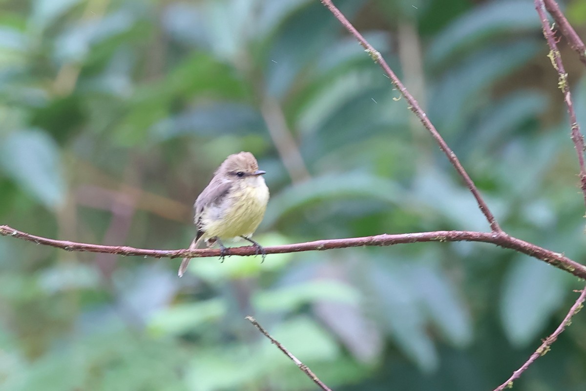 Brujo Flycatcher (Galapagos) - ML635447547