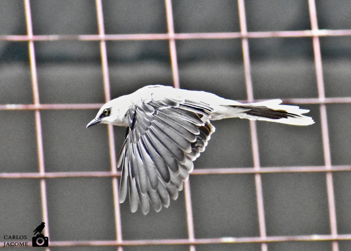 Tropical Mockingbird - ML635447564