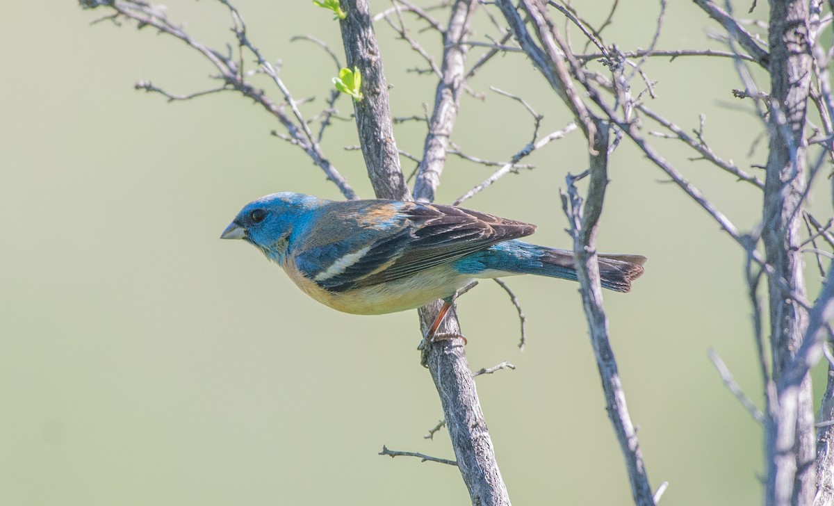Lazuli Bunting - ML635447572