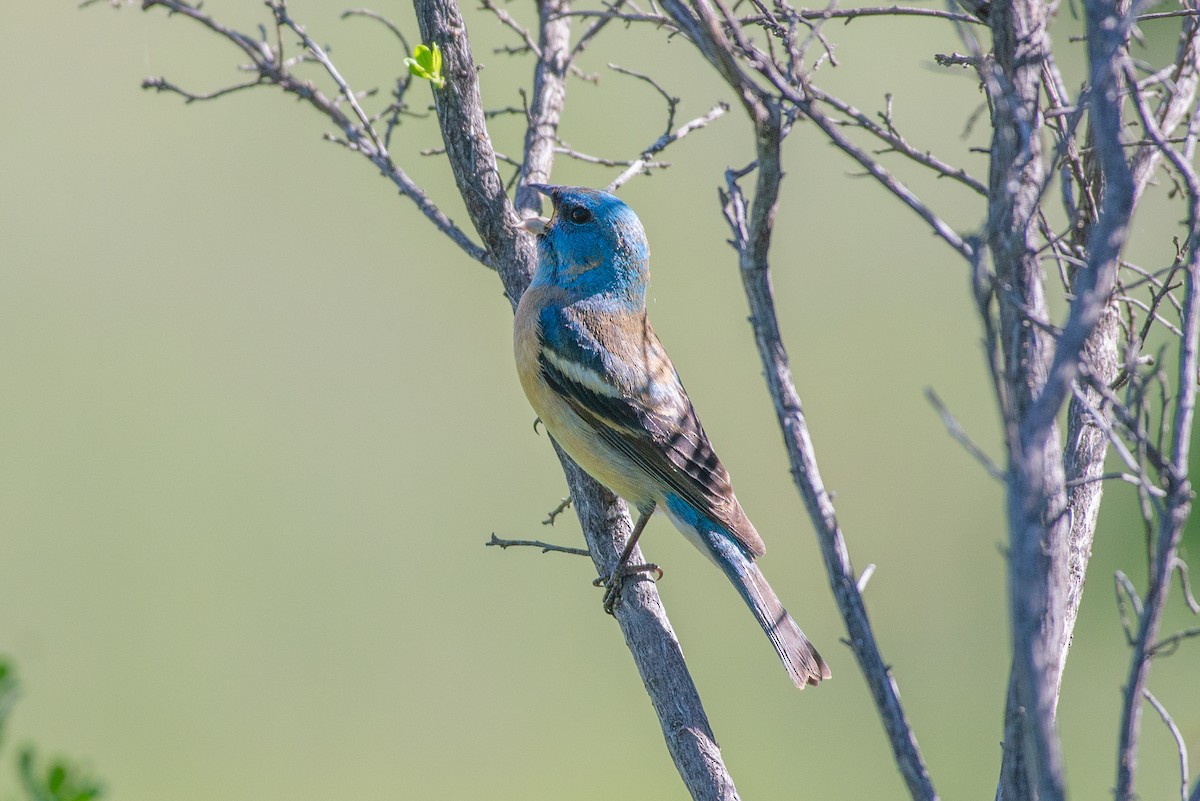 Lazuli Bunting - ML635447573