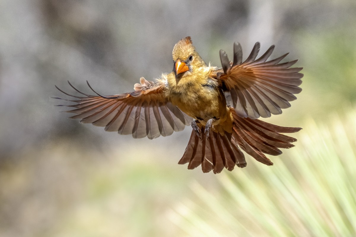 Northern Cardinal - ML635447600