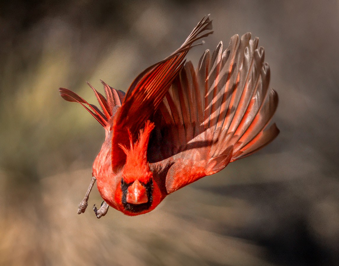 Northern Cardinal - ML635447601