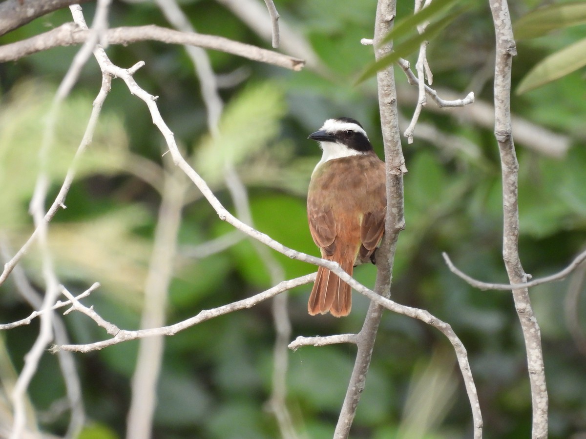 Great Kiskadee - ML635447607