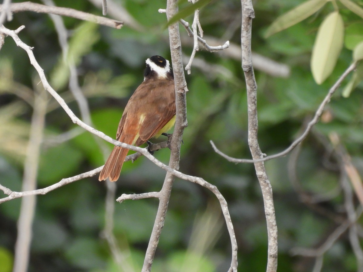 Great Kiskadee - ML635447622