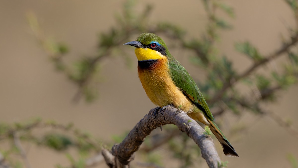 Little Bee-eater - ML635447657