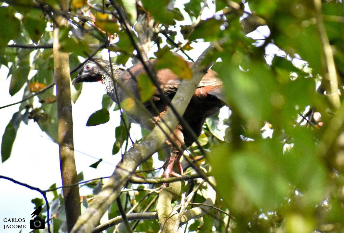 Andean Guan - ML635447681
