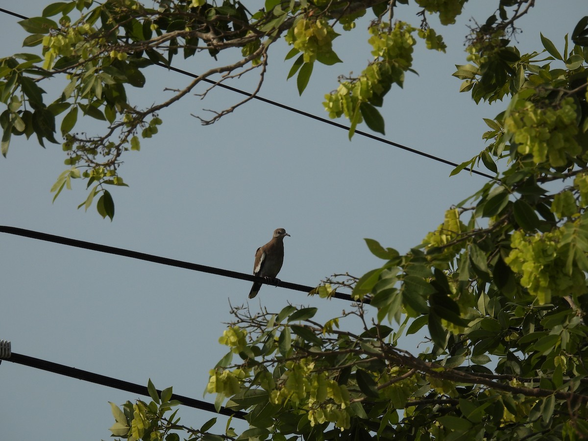 hrdlička bělavokřídlá - ML635447735