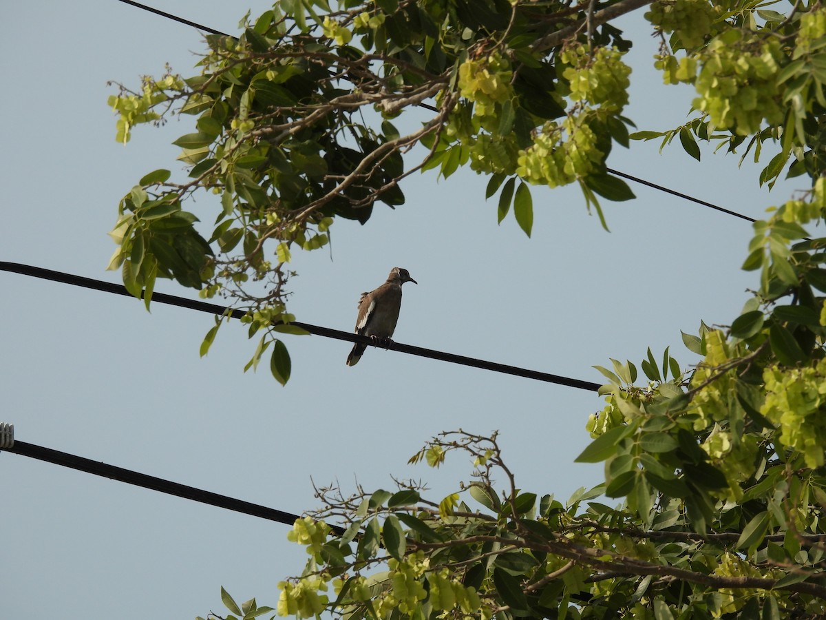 hrdlička bělavokřídlá - ML635447739