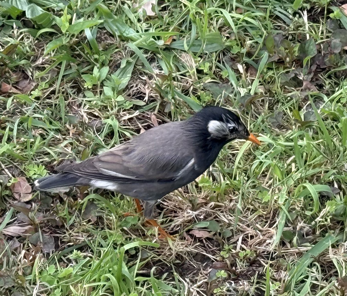 White-cheeked Starling - ML635447776