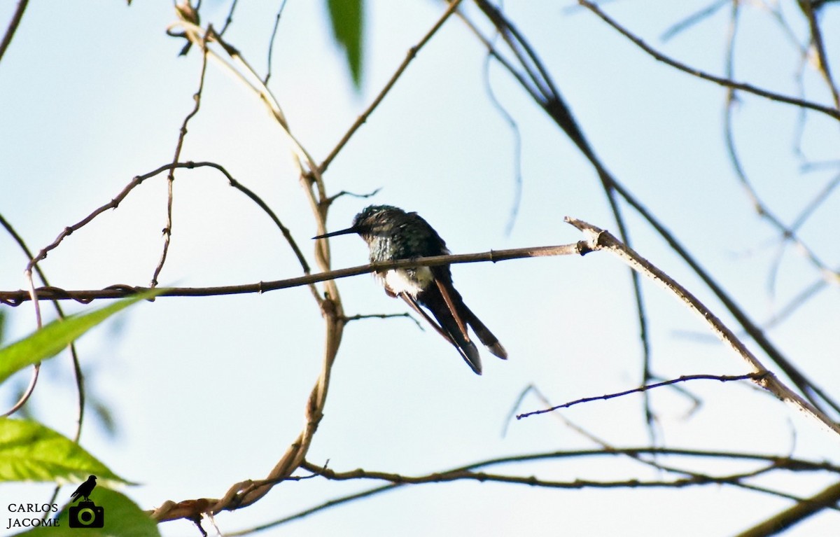 Sapphire-vented Puffleg - ML635447784