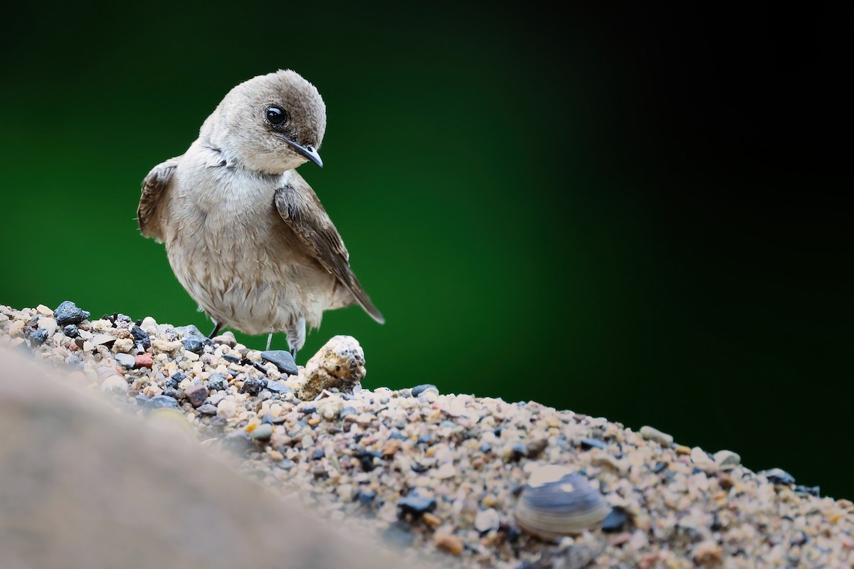 Northern Rough-winged Swallow - ML635448043