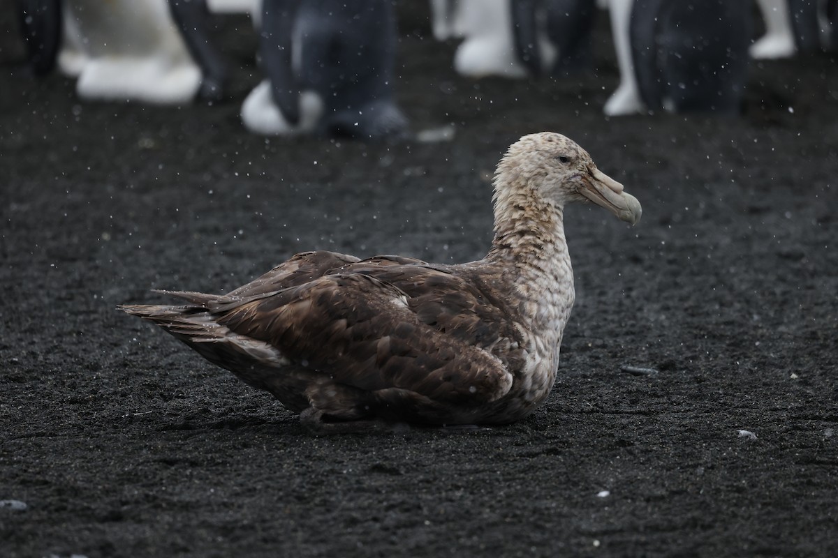 Southern Giant-Petrel - ML635448075