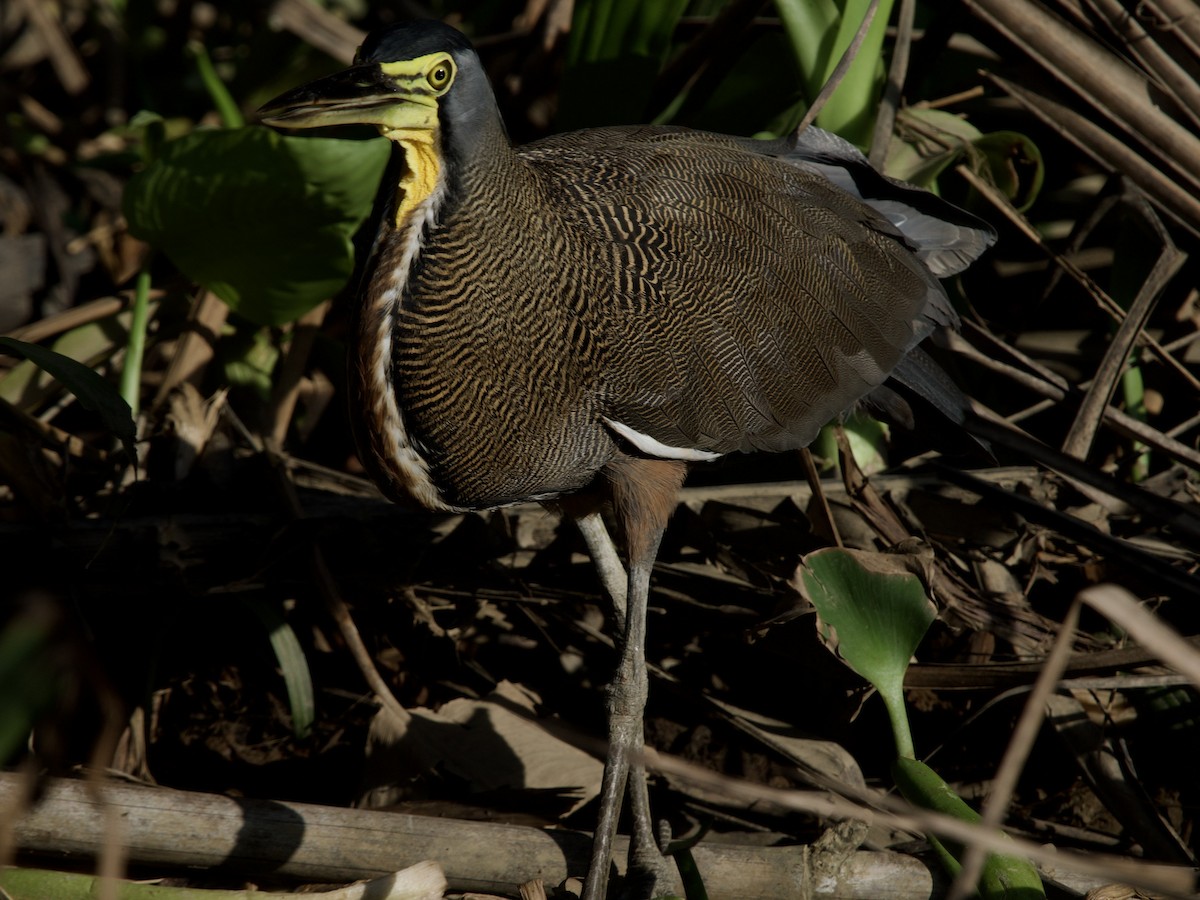 Bare-throated Tiger-Heron - ML635448179