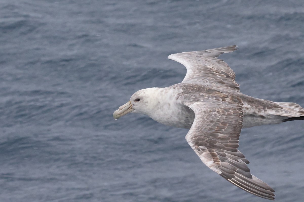 Southern Giant-Petrel - ML635448208