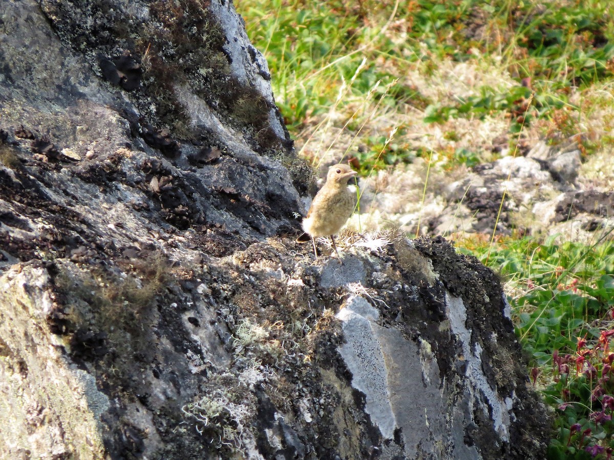 Northern Wheatear - ML63544821