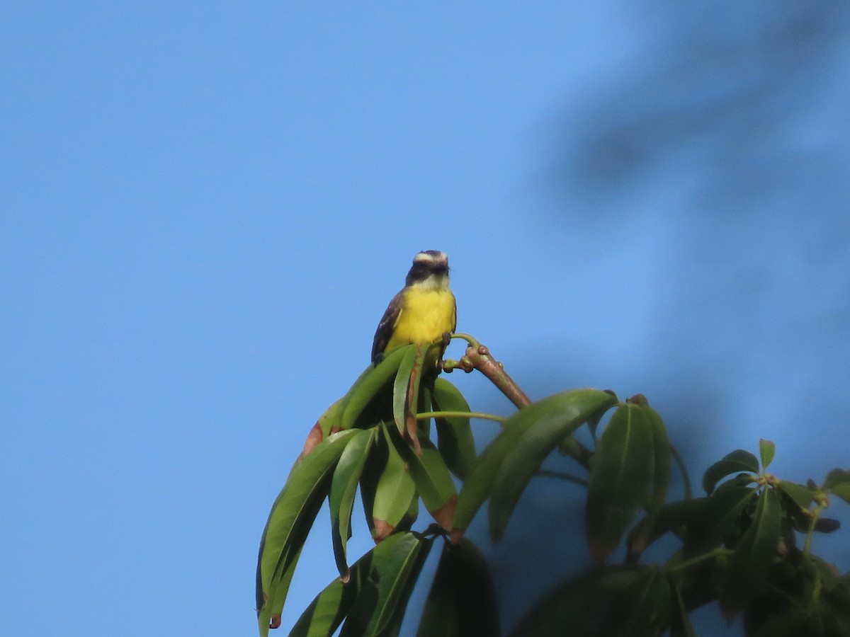 Social Flycatcher - ML635448501