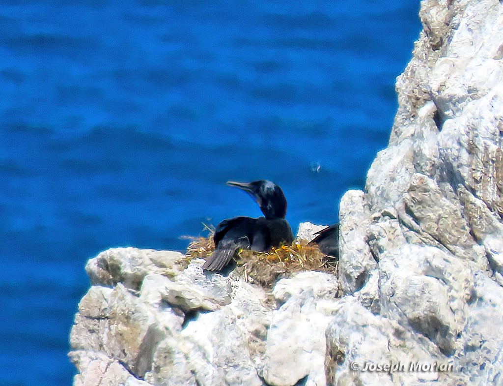 Brandt's Cormorant - ML635448590
