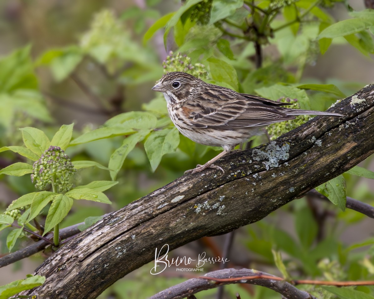 Vesper Sparrow - ML635448834