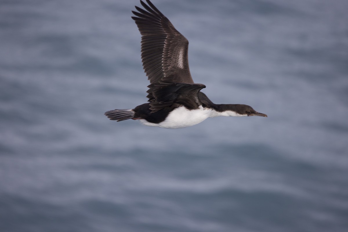 Antarctic Shag - ML635448849