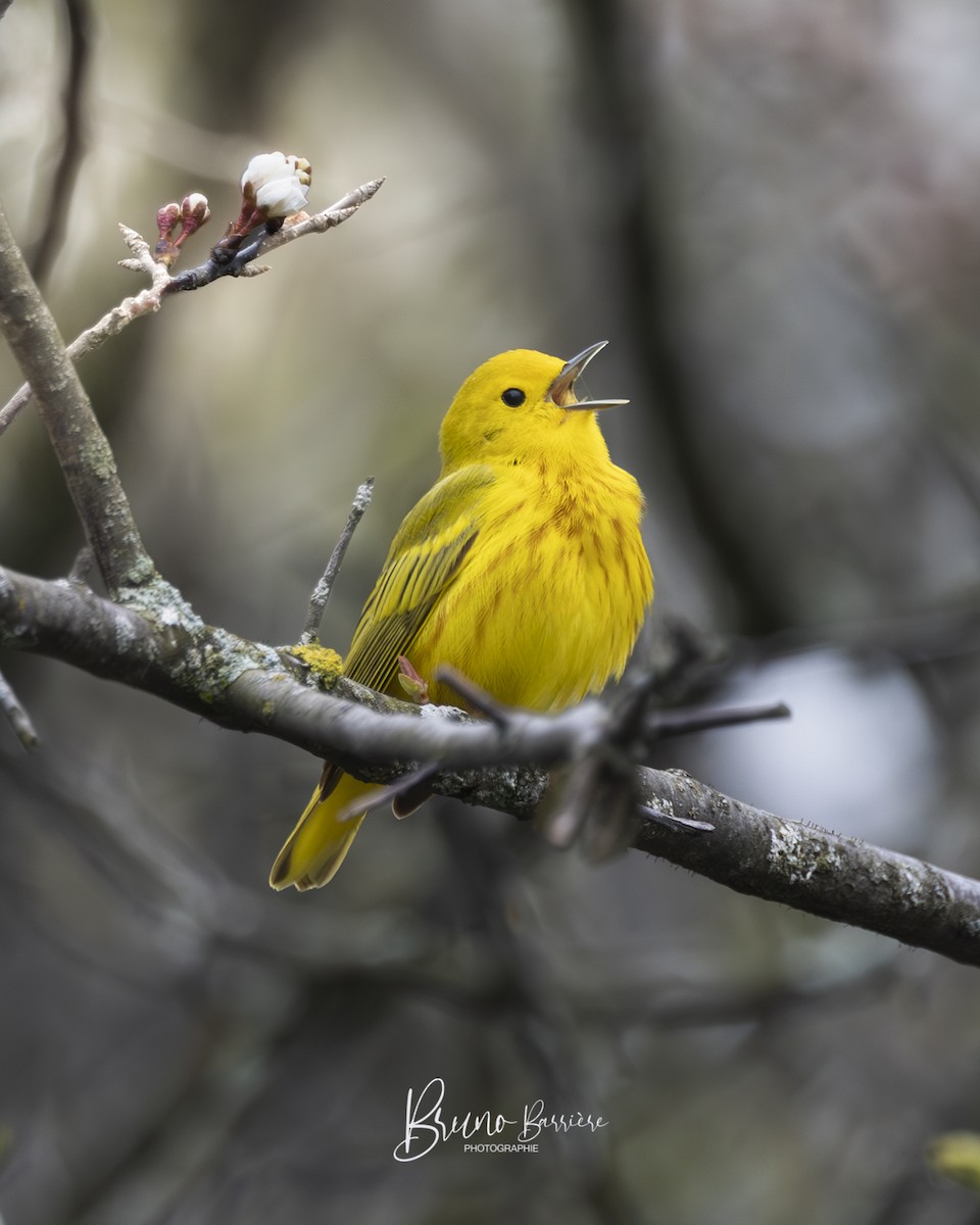 lesňáček zlatotemenný - ML635448862