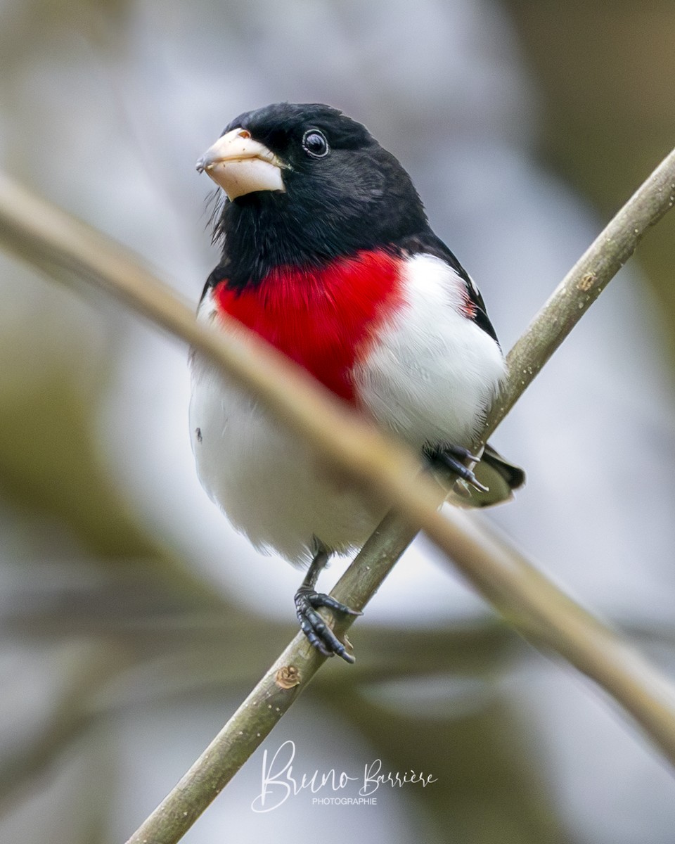 dlaskovec růžovoprsý - ML635448871