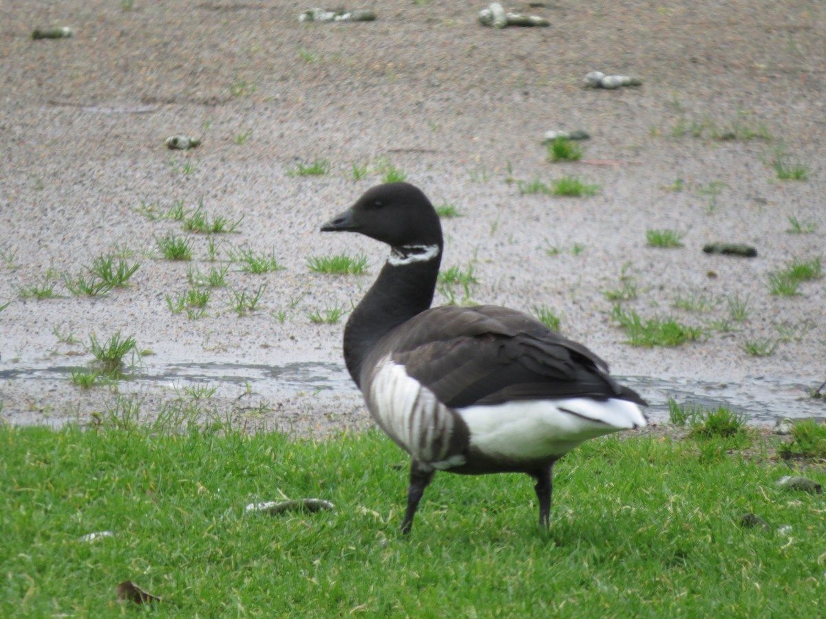 Barnacla Carinegra - ML63544891