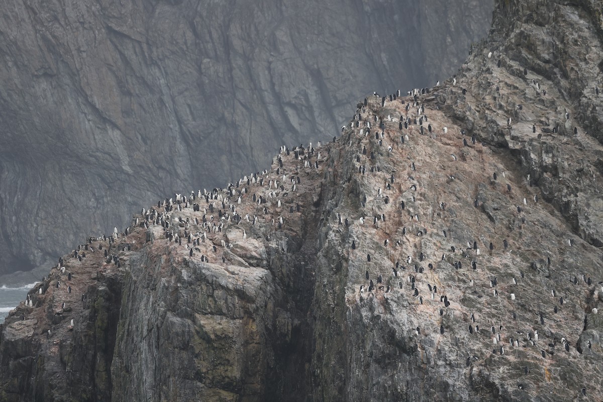 Chinstrap Penguin - ML635448914