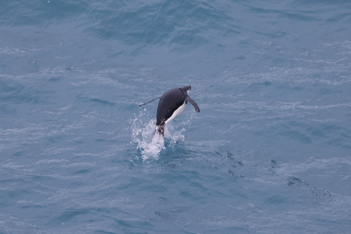 Chinstrap Penguin - ML635448935